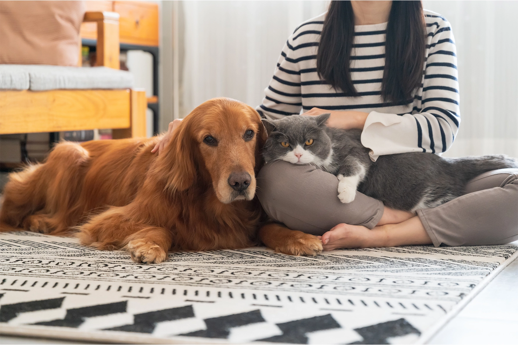Thumbnail for Cat Lymphoma Symptoms And Treatment Stages And Prognosis